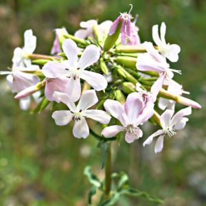 Saponaria